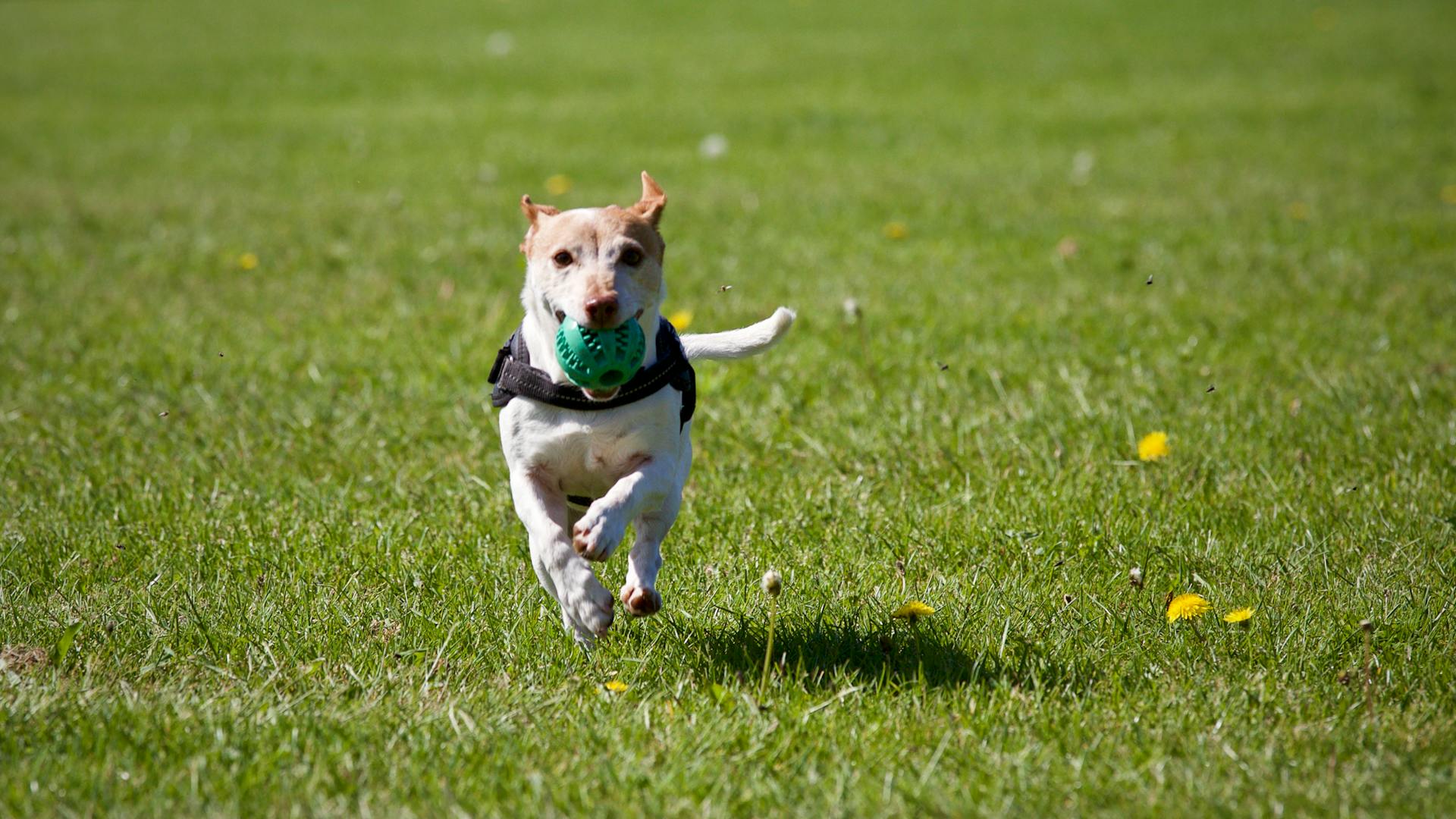 puppy training near me