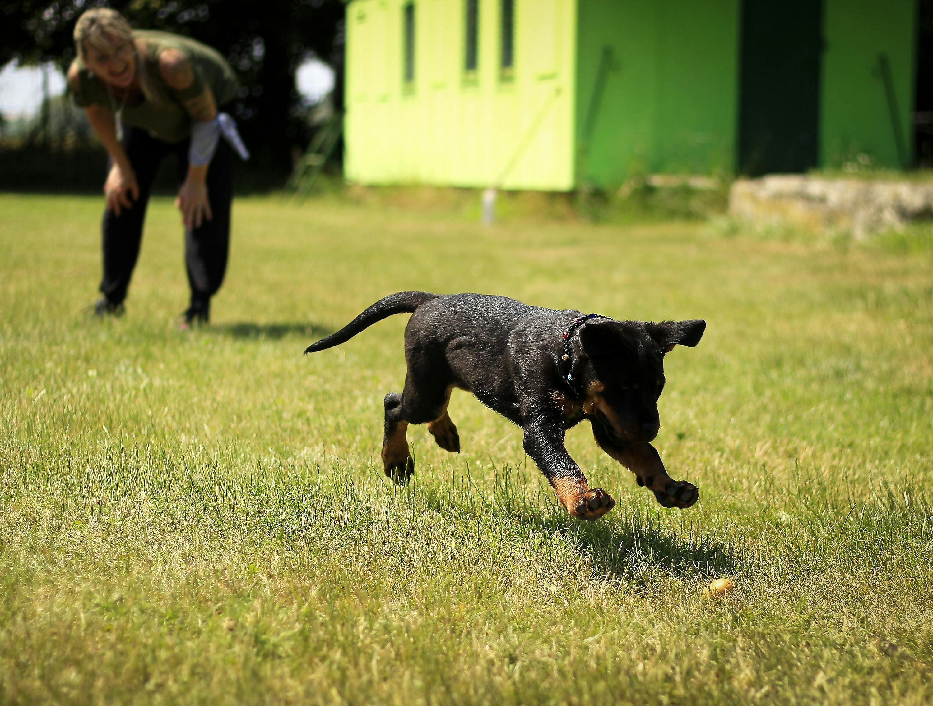 dog trainers in hopkinsville KY